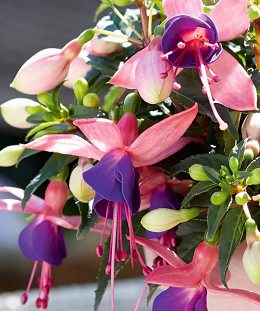 Fuchsia Bella Mariska 20 Seeds