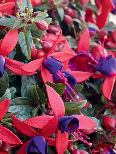 Fuchsia Bella Alexandra 20 Seeds