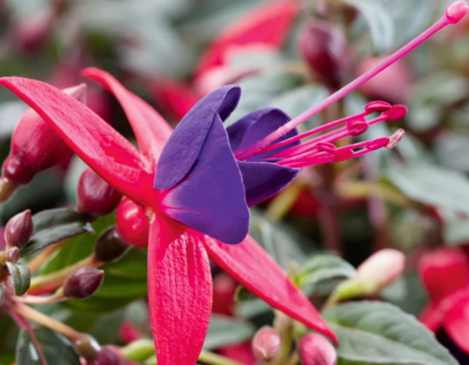 Fuchsia Bella Alexandra 20 Seeds