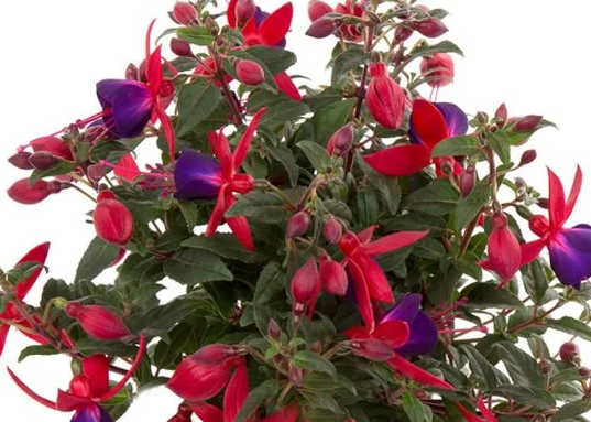 Fuchsia Bella Alexandra 20 Seeds