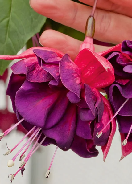 Fuchsia Marbeller Double Magenta Purple 20 Seeds