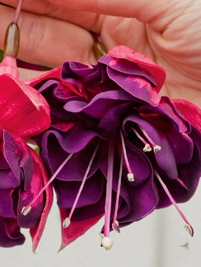 Fuchsia Marbeller Double Magenta Purple 20 Seeds