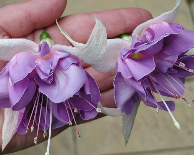Fuchsia Quasar 20 Seeds