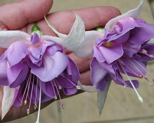 Fuchsia Quasar 20 Seeds