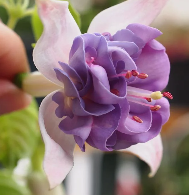Fuchsia Quasar 20 Seeds