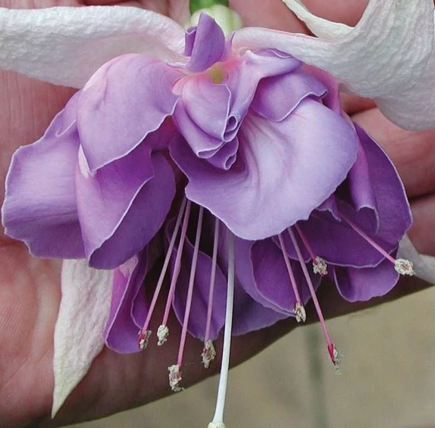 Fuchsia Quasar 20 Seeds