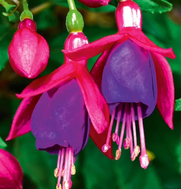 Fuchsia Red Blue 20 Seeds