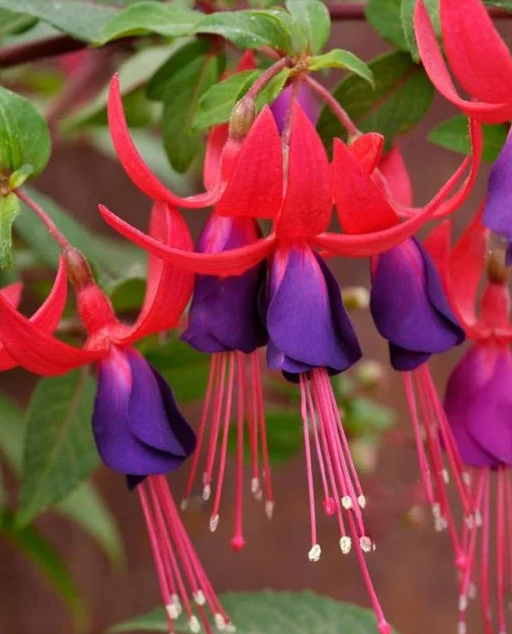 Fuchsia Red Blue 20 Seeds