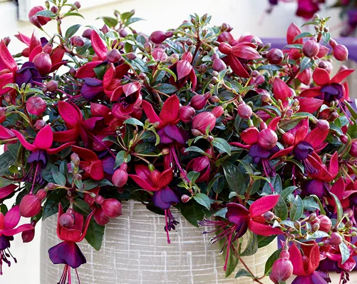Fuchsia Red Blue 20 Seeds