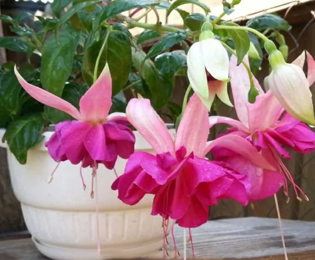 Fuchsia Bella Rosella 20 Seeds