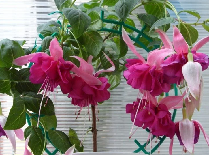 Fuchsia Bella Rosella 20 Seeds