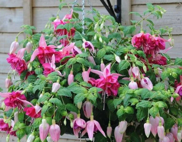 Fuchsia Bella Rosella 20 Seeds