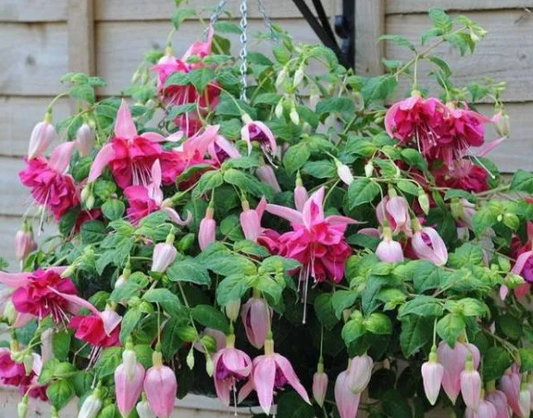 Fuchsia Bella Rosella 20 Seeds