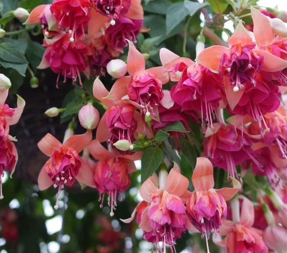 Fuchsia Bicentennial 20 Seeds