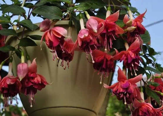 Fuchsia Bicentennial 20 Seeds