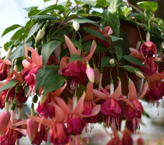 Fuchsia Bicentennial 20 Seeds