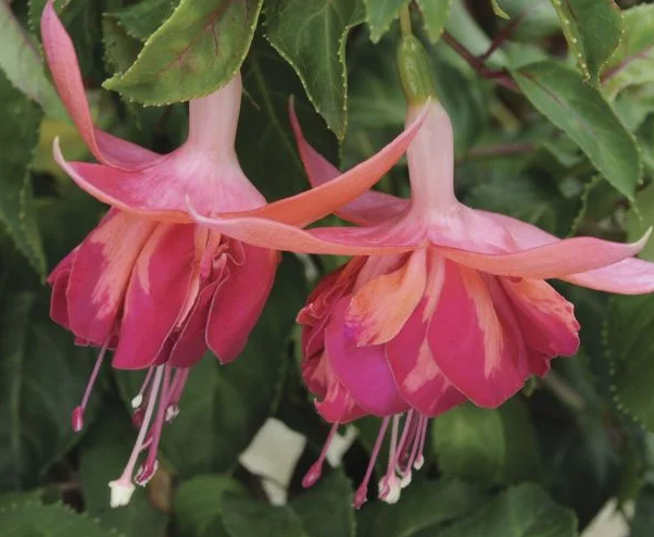 Fuchsia Bicentennial 20 Seeds