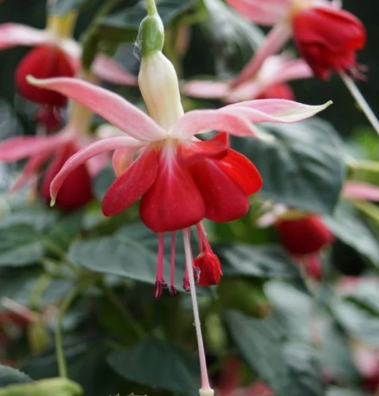 Fuchsia Celia Smedley 20 Seeds