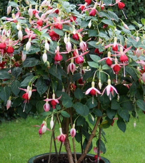 Fuchsia Celia Smedley 20 Seeds