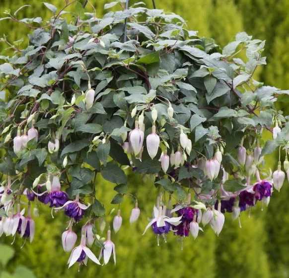 Fuchsia Royal Mosaic 20 Seeds