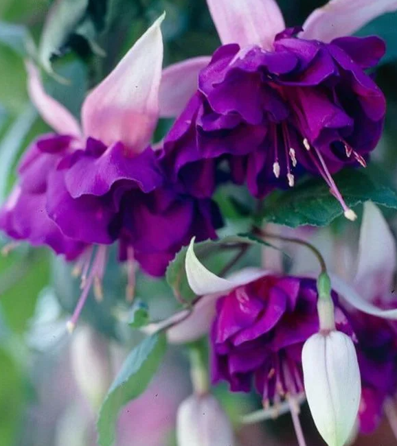 Fuchsia Royal Mosaic 20 Seeds