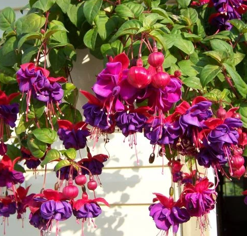 Fuchsia Duck Eyes 20 Seeds