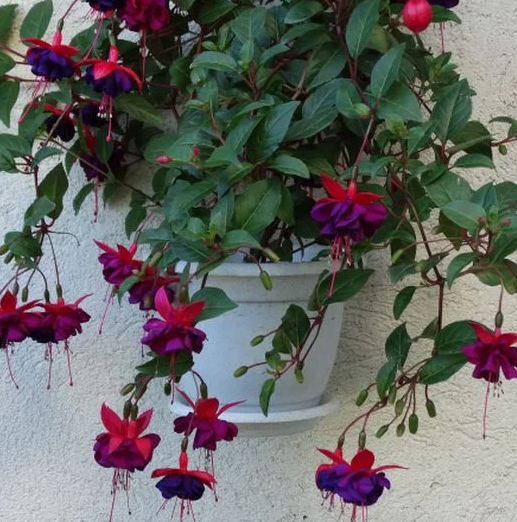 Fuchsia Duck Eyes 20 Seeds