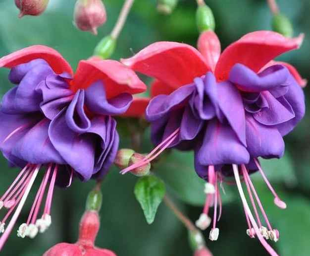 Fuchsia Duck Eyes 20 Seeds