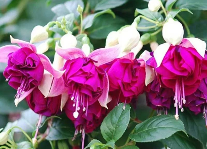 Fuchsia Leonita Double Blush Violet 20 Seeds