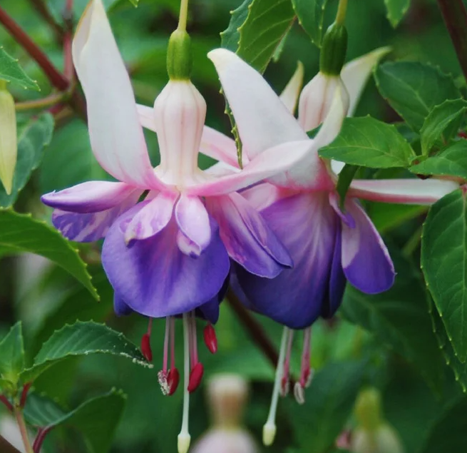 Fuchsia Delta Sarah 20 Seeds
