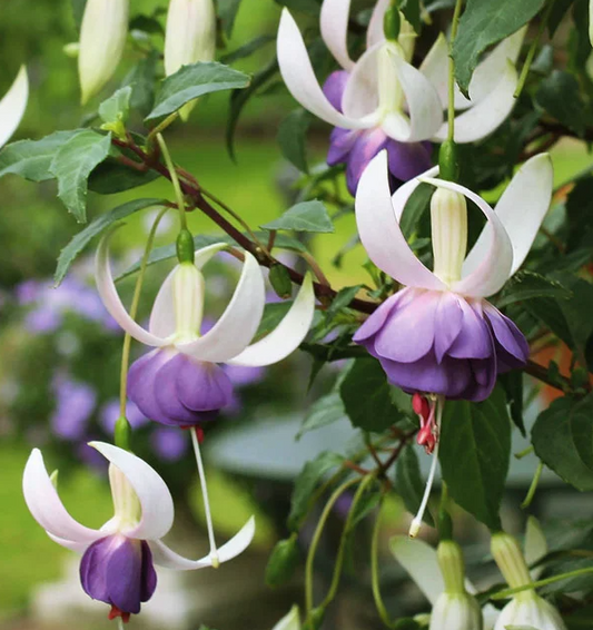 Fuchsia Delta Sarah 20 Seeds