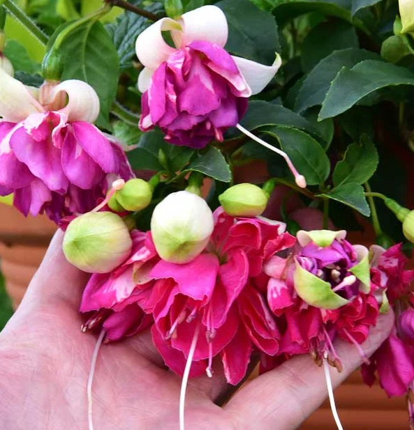 Fuchsia Marbella Flying Scotsman 20 Seeds