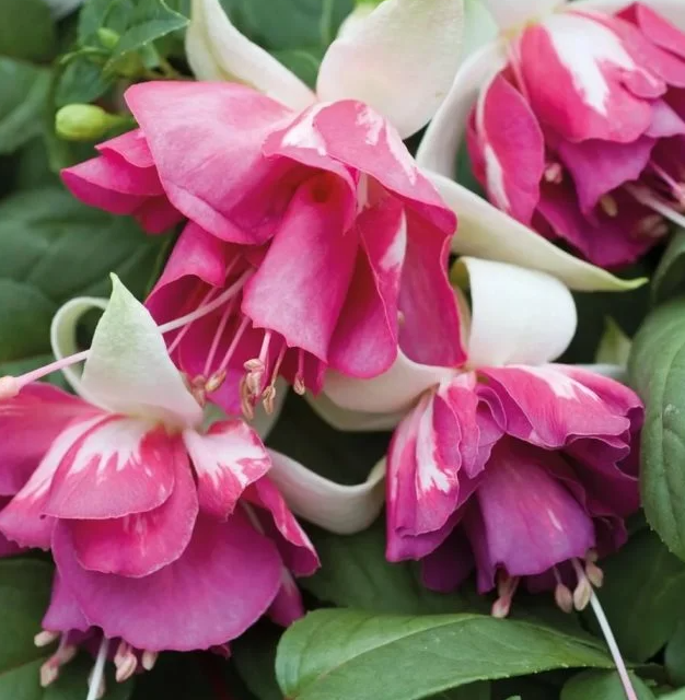Fuchsia Marbella Flying Scotsman 20 Seeds