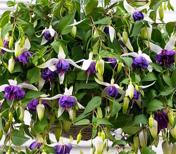 Fuchsia Blue Angel 20 Seeds