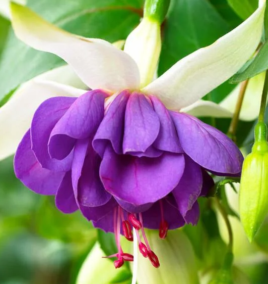 Fuchsia Blue Angel 20 Seeds