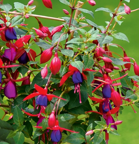 Fuchsia Angela 20 Seeds