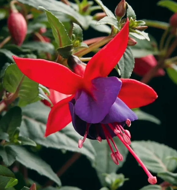 Fuchsia Angela 20 Seeds