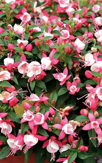 Fuchsia Fuchsita Deep Rose White 20 Seeds