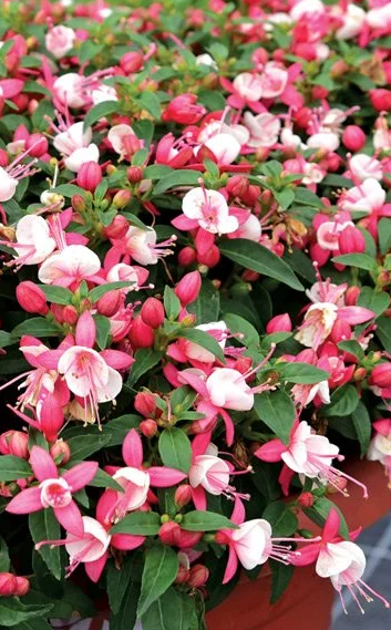 Fuchsia Fuchsita Deep Rose White 20 Seeds