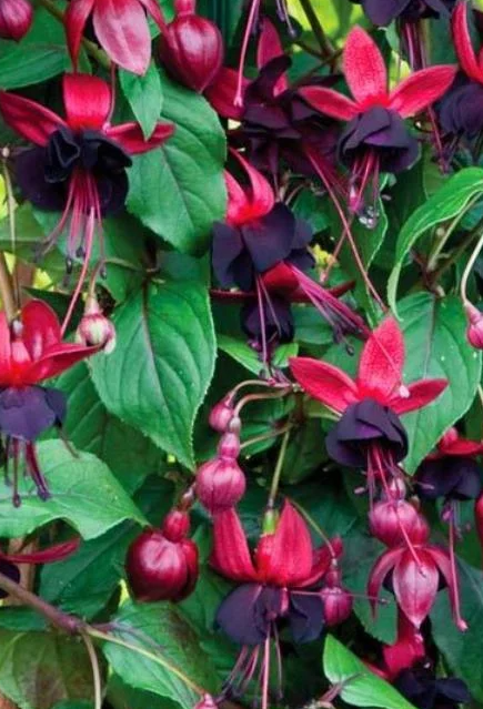 Fuchsia Lady in Black 20 Seeds