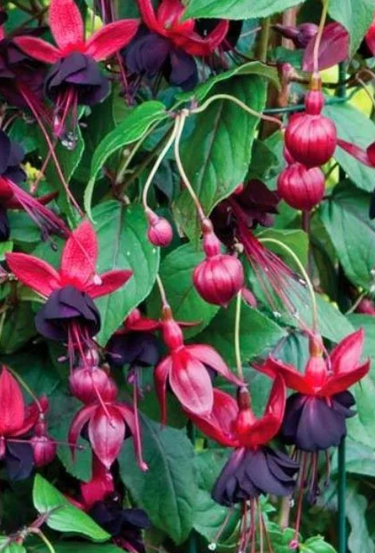 Fuchsia Lady in Black 20 Seeds