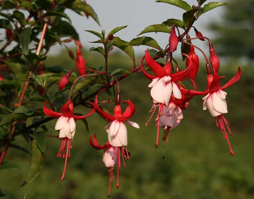 Fuchsia Cornellisen 20 Seeds