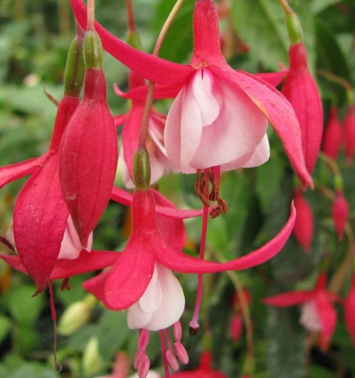 Fuchsia Cornellisen 20 Seeds