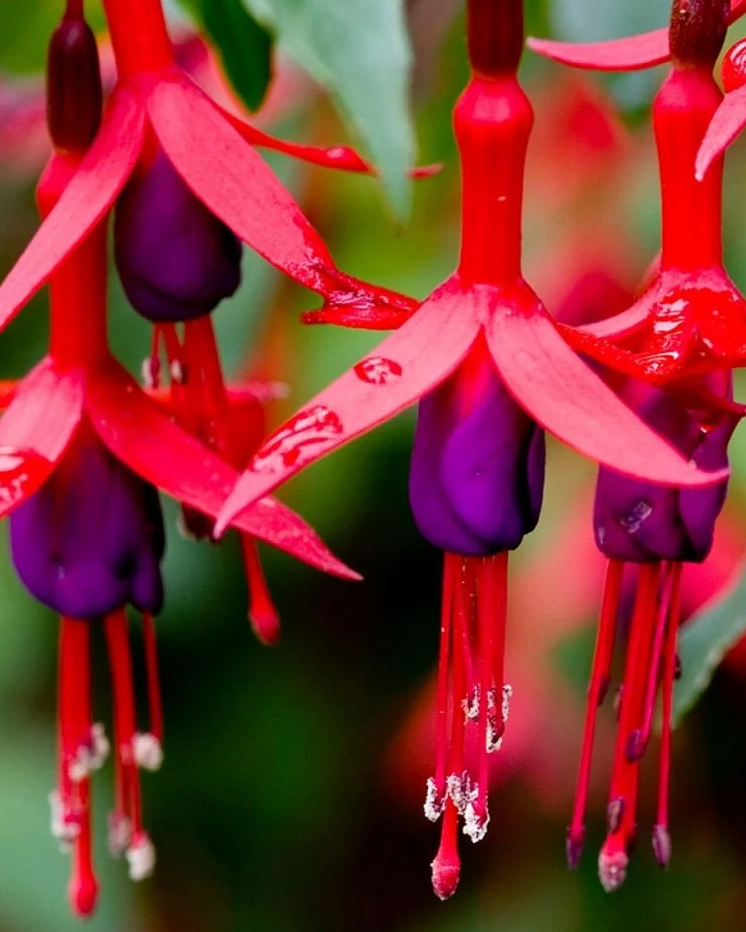 Fuchsia Mrs. Popple 20 Seeds