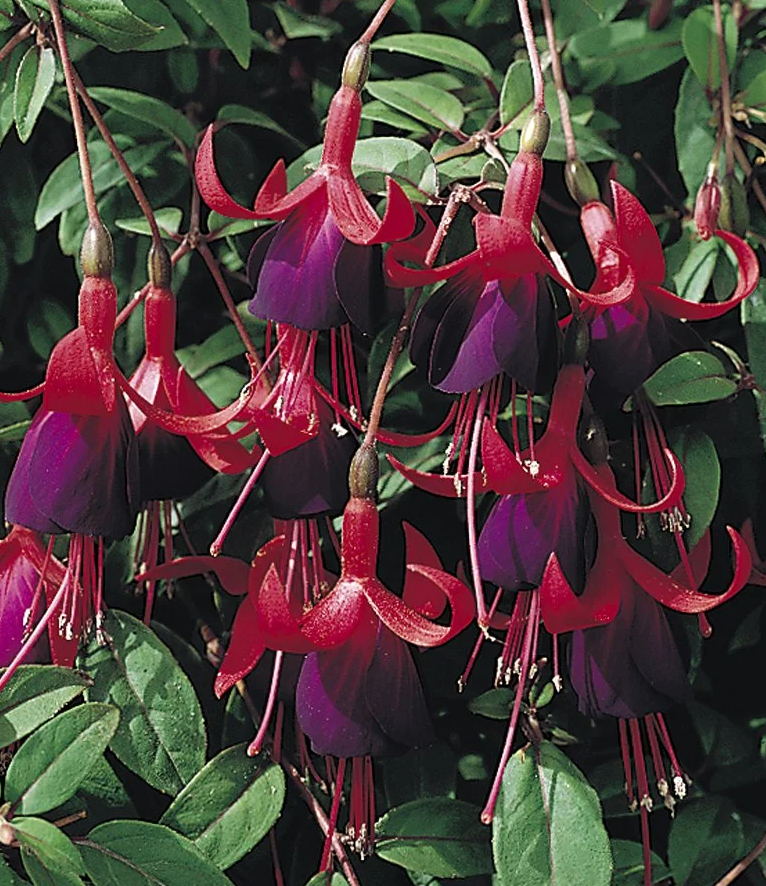 Fuchsia Mrs. Popple 20 Seeds