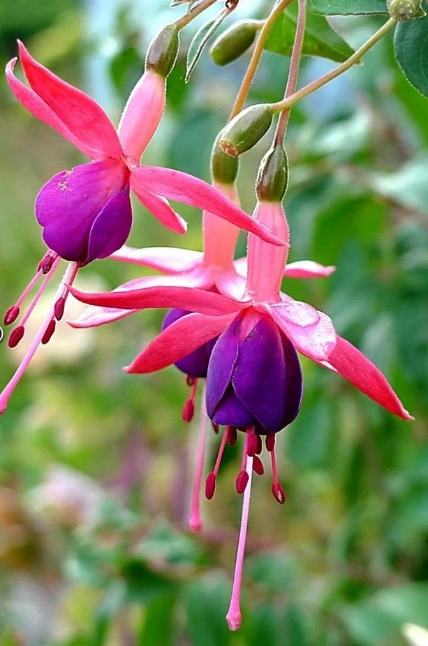 Fuchsia Mrs. Popple 20 Seeds
