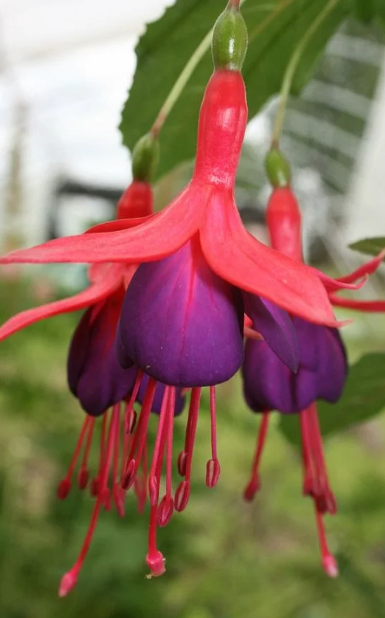 Fuchsia Mrs. Popple 20 Seeds