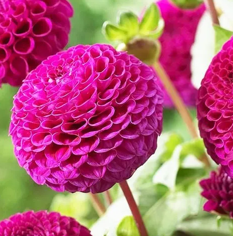 Dahlia Rocco 1 tuber