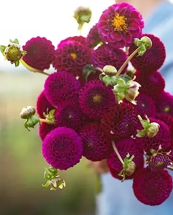 Dahlia Rocco 1 tuber