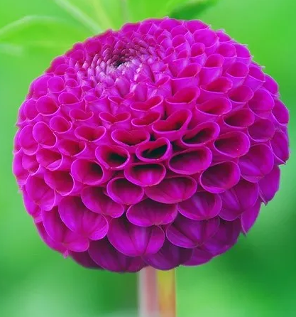 Dahlia Rocco 1 tuber